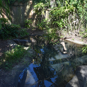 Jul. 2025 - Land of Crocodiles - Asia - Freshwater Crocodile Exhibit