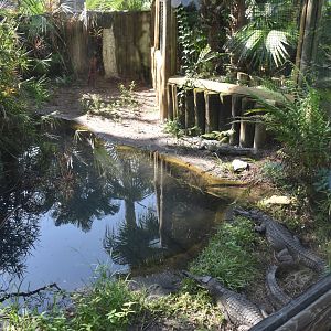 Jul. 2025 - Land of Crocodiles - Africa - Slender-snouted Crocodile Exhibit