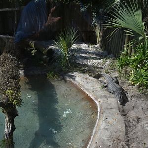 Jul. 2025 - Land of Crocodiles - Africa - West African Crocodile Exhibit