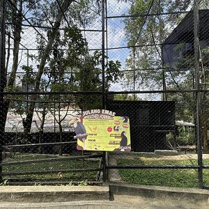 wreathed hornbill exhibit