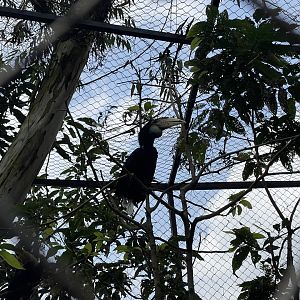wreathed hornbill (rhyticeros undulatus)