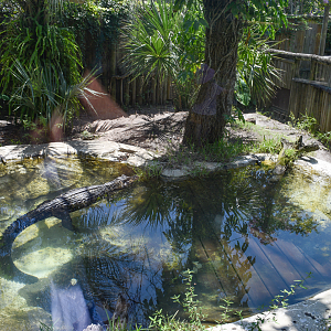 Jul. 2025 - Land of Crocodiles - Black Caiman Exhibit