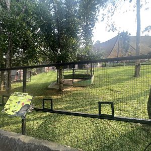 dusky pademelon exhibit