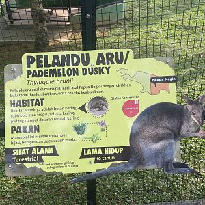 dusky pademelon signage