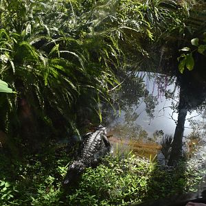 Jul. 2025 - Land of Crocodiles - Smooth-fronted Caiman Exhibit