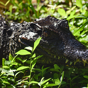 Jul. 2025 - Land of Crocodiles - Smooth-fronted Caiman