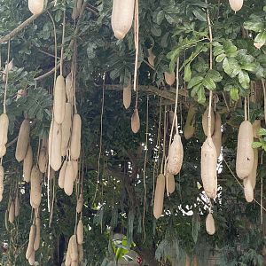 sausage tree (kigelia africana)