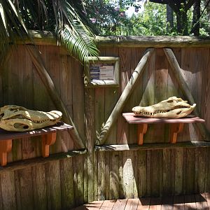 Jul. 2025 - Land of Crocodiles - Alligator vs. Crocodile