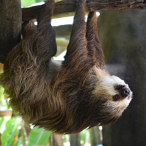 Jul. 2025 - Hoffman's Two-toed Sloth (Teddy)