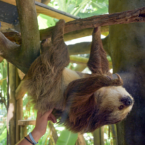 Jul. 2025 - My First Time Petting a Sloth