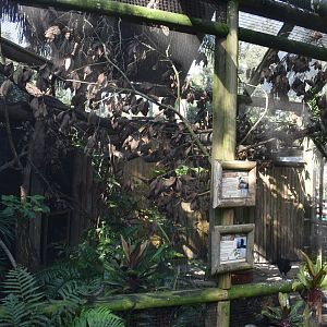 Jul. 2025 - Cotton-top Tamarin/Blue-billed Curassow Exhibit