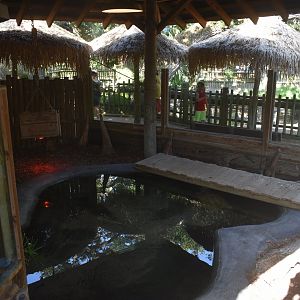 Jul. 2025 - Alligator Snapping Turtle Exhibit