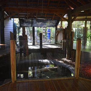 Jul. 2025 - Albino Alligator Exhibit