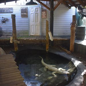 Jul. 2025 - Albino Alligator Exhibit