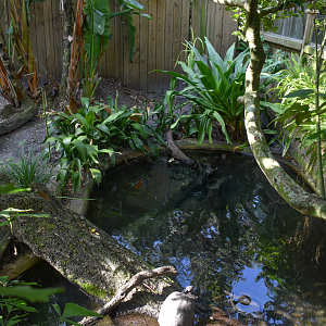 Jul. 2025 - Dwarf Caiman/Giant River Turtle/Yellow-spotted River Turtle Exhibit (Half of it)