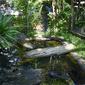 Jul. 2025 - Dwarf Caiman/Giant River Turtle/Yellow-spotted River Turtle Exhibit