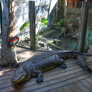 Jul. 2025 - Alligator Statue