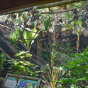 Jul. 2025 - Keel-billed Toucan/Red-rumped Agouti Exhibit