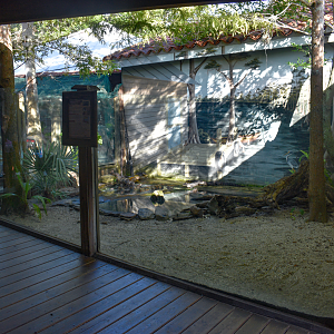Jul. 2025 - Juvenile American Alligator Exhibit