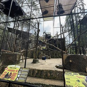 javan langur exhibit