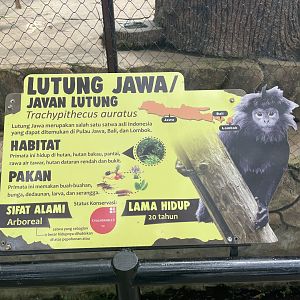 javan langur signage (1)