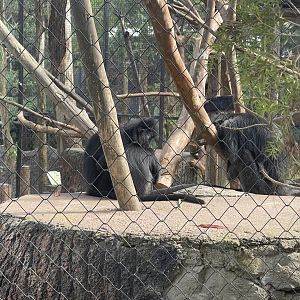 javan langur (trachypithecus auratus)