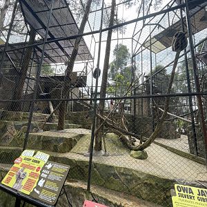 silvery gibbon exhibit
