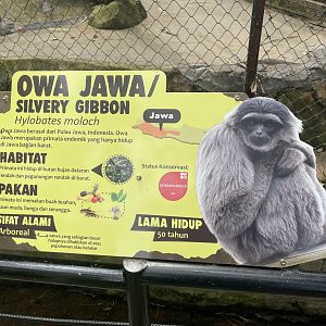 silvery gibbon signage (1)