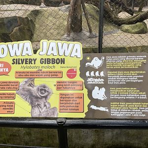 silvery gibbon signage (2)