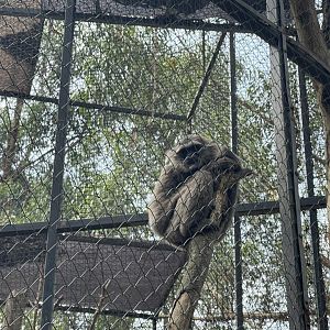 silvery gibbon (hylobates moloch)