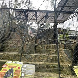 siamang exhibit