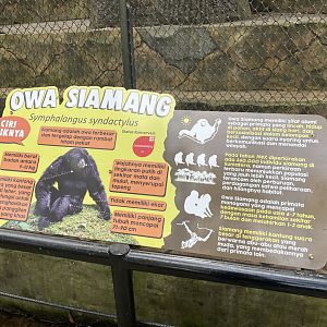 siamang signage (2)