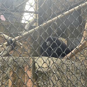 siamang (symphalangus syndactylus)