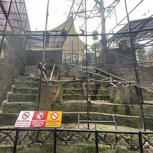 proboscis monkey exhibit (1)