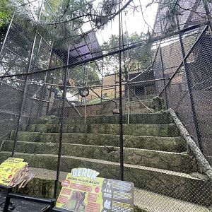 southern pig-tailed macaque exhibit