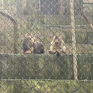 southern pig-tailed macaque (macaca nemestrina)