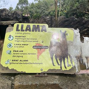 llama signage (2)