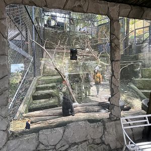 primate cave - celebes crested macaque exhibit