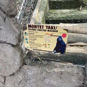 primate cave - celebes crested macaque signage