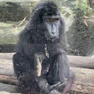 primate cave - celebes crested macaque (macaca nigra)
