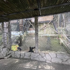 primate cave - muller’s gibbon exhibit