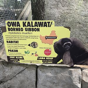 primate cave - muller’s gibbon signage
