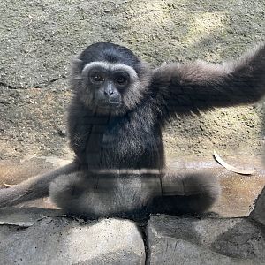 primate cave - muller’s gibbon (hylobates muelleri)