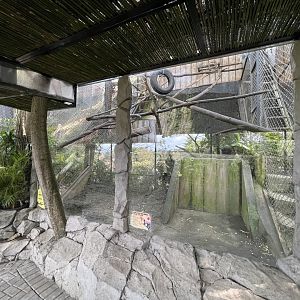 pimate cave - brown-tufted capuchin exhibit