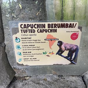 primate cave - brown-tufted capuchin signage