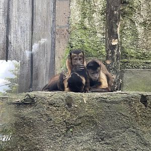 primate cave - brown-tufted capuchin (sapajus apella)