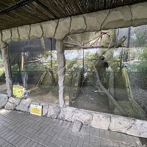 primate cave - natuna island surili exhibit (under repair)