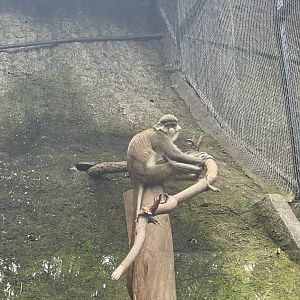 primate cave - red-tailed monkey (cercopithecus ascanius)