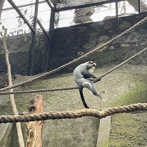 primate cave - de brazza’s monkey (cercopithecus neglectus)