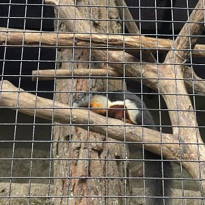 prevost’s squirrel (callosciurus prevostii)